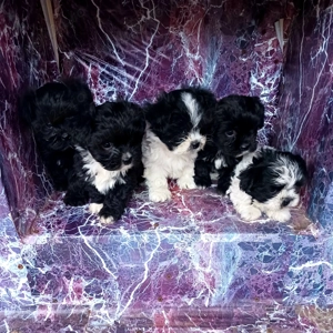 Catei bichon havanezi! - imagine 3