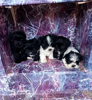 Catei bichon havanezi! - imagine 5