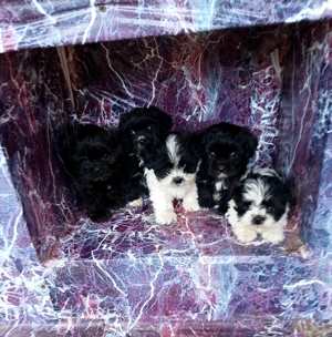 Catei bichon havanezi! - imagine 4