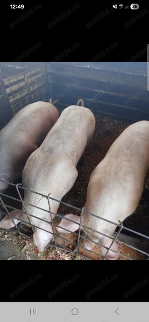 Porci de vanzare craiova mofleni 