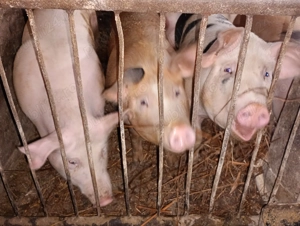 Porci tineri de vânzare  - imagine 2