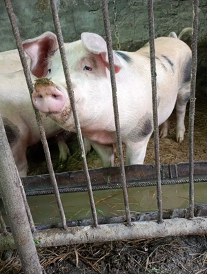 Porci tineri de vânzare  - imagine 3