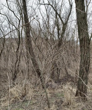 Casa de vânzare cu pădure de salcâmi maturi intravilană - imagine 7