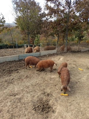 Purcele mangalita  - imagine 2