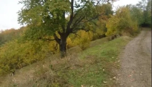 Teren Faneata extravilan, Vizantea Livezi, ID: R2800539