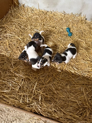 Jack Russell Terrier