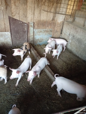 purcei 9 saptamani de vanzare - imagine 2