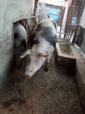 Porci de vanzare pentru craciun