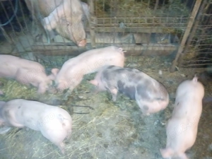 Purcei de carne Pietrean alb 2 luni - imagine 3