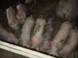 Purcei de carne Pietrean alb 2 luni - imagine 4