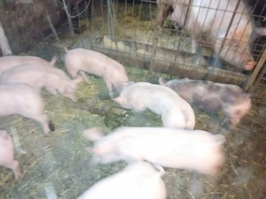 Purcei de carne Pietrean alb 2 luni - imagine 2