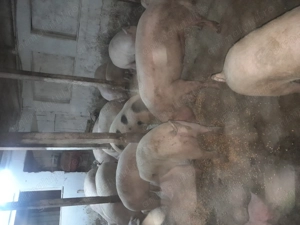 Porci de vinzare 19 lei - imagine 2