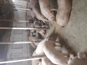 Porci de vinzare 19 lei - imagine 3