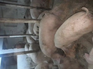 Porci de vinzare 19 lei - imagine 4