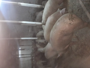 Porci de vinzare 19 lei - imagine 5