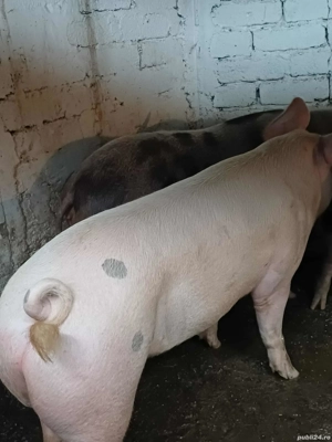 PORCI DE ȚARĂ, 15 lei kg Slatina jud Olt.  - imagine 5