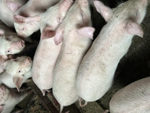 Purcei de vânzare Moinești  - imagine 3