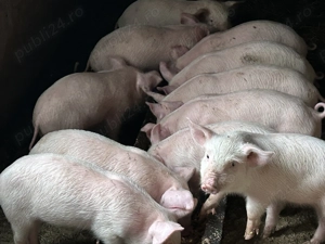 Purcei de vânzare Moinești 