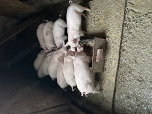 Purcei de vânzare Moinești  - imagine 4