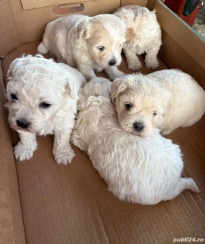 Căței bishon malteze  - imagine 2