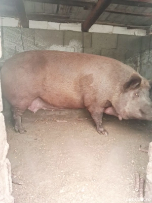porc de vânzare 