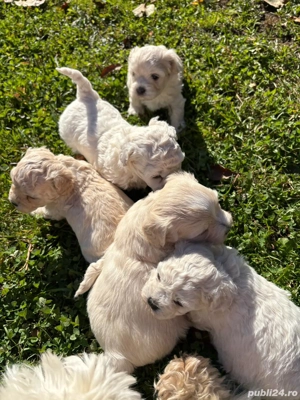 Căței bishon malteze  - imagine 3