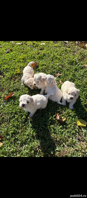 Vând căței bishon malteze 