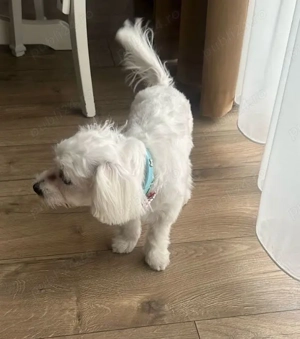 Donez bichon maltez ,mascul,12 luni carnet vaccinari la zi,analize sange la zi ,cip  - imagine 2
