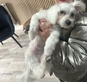 Donez bichon maltez ,mascul,12 luni carnet vaccinari la zi,analize sange la zi ,cip  - imagine 3