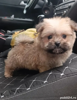 bolonka zwetna asigur transport!