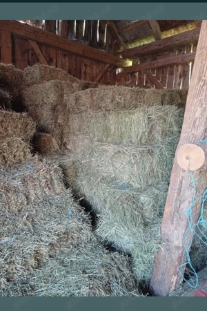 Vând baloți de fân, lucernă și otavă, dreptunghiulari, kg 15-20.