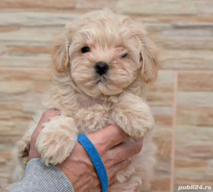 Bichon bolognese,asigur transport!