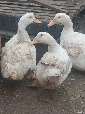 3 rate de vanzare - imagine 2