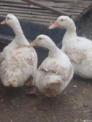 3 rate de vanzare - imagine 3