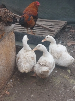 3 rate de vanzare - imagine 4