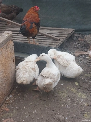 3 rate de vanzare - imagine 5