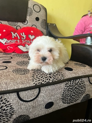 Bichom maltez - imagine 4