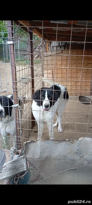 Femela de ciobanesc de bucovina