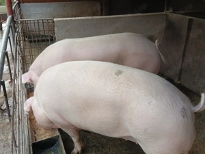 Anunț!Grăsuni de vânzare! - imagine 3