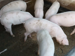 Anunț!Grăsuni de vânzare! - imagine 2