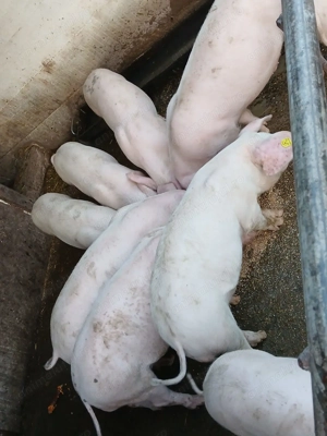 Anunț!Grăsuni de vânzare! - imagine 5