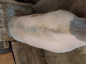 Porc de carne de vanzare  Rasa pietrean cu Landrace.