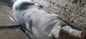 Vând porci  de carne 100 - 200 kg - imagine 5