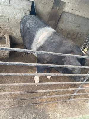 Vând purcica crescută în gospodărie, natural  - imagine 3