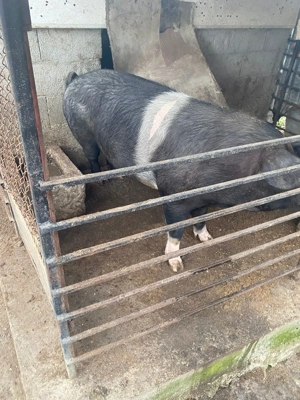 Vând purcica crescută în gospodărie, natural  - imagine 2