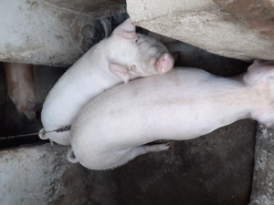 Porci de vânzare  - imagine 3