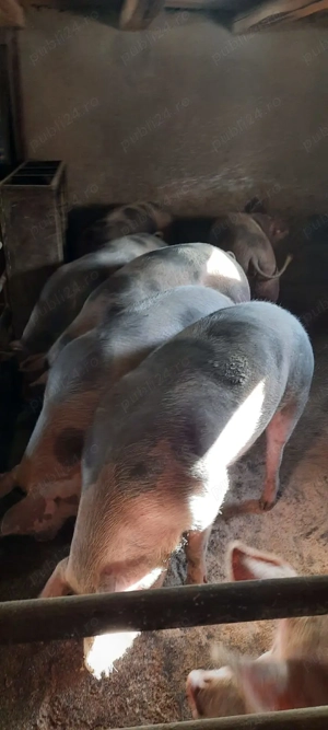 Porci pentru Crăciun - imagine 5