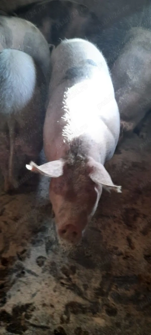 Porci pentru Crăciun