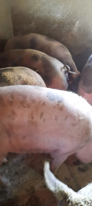 Porci de vânzare - imagine 2