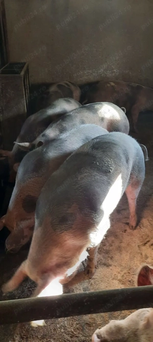 Porci de vânzare - imagine 4